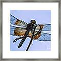 Dragonfly-blue Study Framed Print