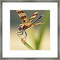 Dragonfly Dreams Framed Print