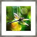 Dragonfly In Sunlight - Yellow Sunlight Framed Print