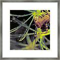 Dragonfly Nymph & Mosquito Larva Framed Print