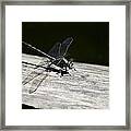 Blue Eyed Dragonfly On A Log Framed Print