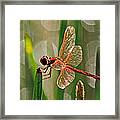 Dragonfly Profile Framed Print