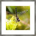 Dragonfly Resting Framed Print