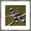 Dragonfly Twelve Spot Skimmer Framed Print