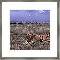 Drama On The Serengeti Framed Print
