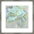 Dream Flower Framed Print