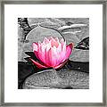 Dream Lily Framed Print