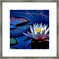 Dreaming Of A Waterlily Framed Print