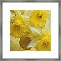 Dreamy Daffodils Framed Print