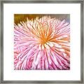 Dreamy Pink Chrysanthemum Framed Print
