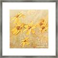Dreamy Yellow Coreopsis Framed Print