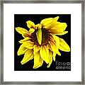 Droops Sunflower With Oil Painting Effect Framed Print