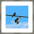 Drop Out Framed Print