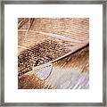 Droplet On A Quill Framed Print