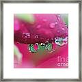 Droplets On The Rose Framed Print