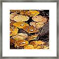 Drops On Nature's Gold Framed Print