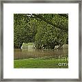 Drowning Trees Framed Print