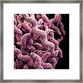 Drug-resistant Campylobacter Framed Print