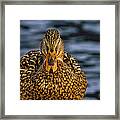 Duck Framed Print