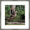 Duck In Flight No. 1 - At Takeoff Framed Print