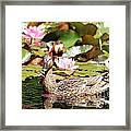 Duck In The Water Lilies Framed Print