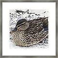 Duck Setting On A Winter Road Framed Print