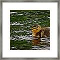 Duckling Framed Print