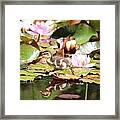 Duckling Running Over The Water Lilies 2 Framed Print