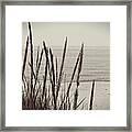 Dune Grass In Early Spring Framed Print