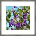 Duranta- Fresh Morning Framed Print