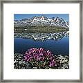 Dwarf Fireweed With Mountains Greenland Framed Print