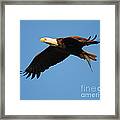 Eagle In Flight With Fish Ii Framed Print
