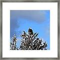 Eagle In Frosty Pine Framed Print