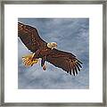 Eagle In The Sky Framed Print