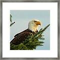 Eagle In Tree Framed Print