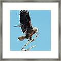 Eagle Framed Print