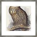 Eagle Owl.  Bubo Maximus Framed Print