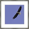Eagle Soaring In The Sky Framed Print