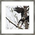 Eagle Take Off Framed Print