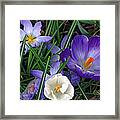 Early Bloomers Framed Print