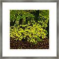 Early Fall In Bidwell Park Framed Print