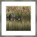 Early Morning Wood Ducks Framed Print