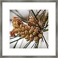 Early Pinecones Framed Print