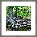 Earth Tree And Roots Framed Print