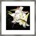 Easter Lilies Framed Print