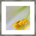 Easter Lily Macro Framed Print