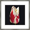 Easter Greetings - Twinkle Tulip Framed Print
