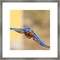 Eastern Bluebird Framed Print