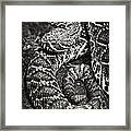 Eastern Diamondback Rattlesnake Framed Print