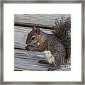 Eastern Gray Squirrel-4 Framed Print